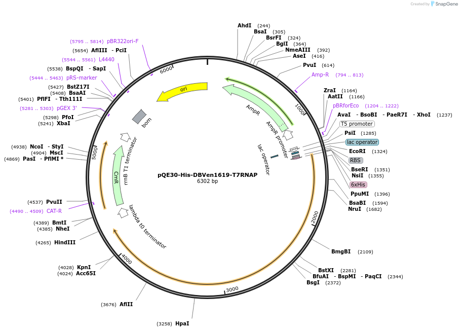 247368-plasmid-map-sequence-id-495011