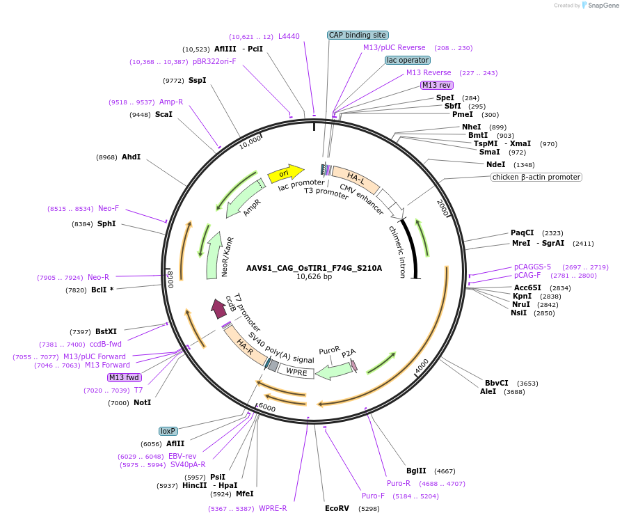 242189-plasmid-map-sequence-id-495018