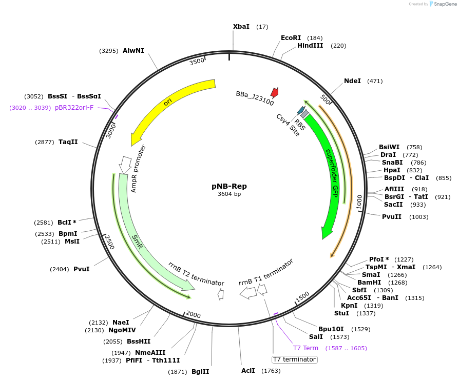 238996-plasmid-map-sequence-id-495027