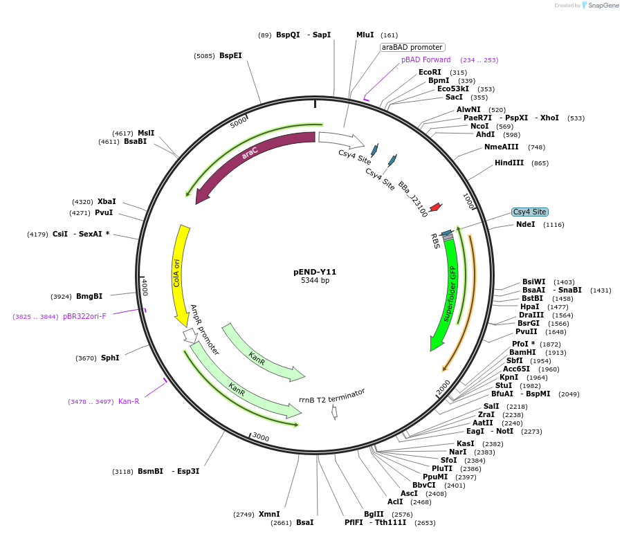 239000-plasmid-map-sequence-id-495030