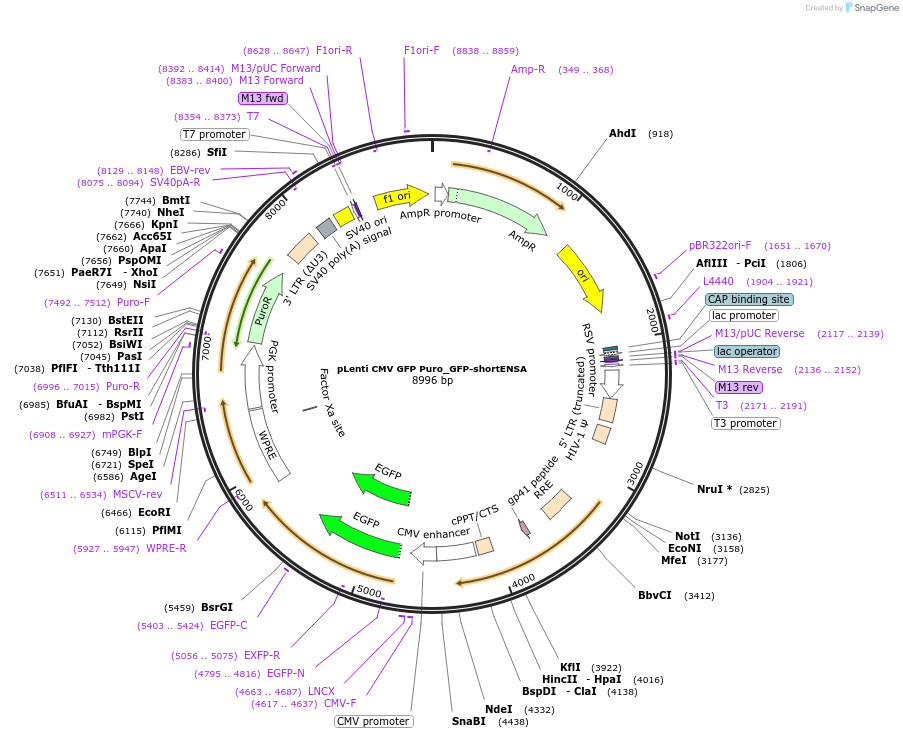 248796-plasmid-map-sequence-id-495087