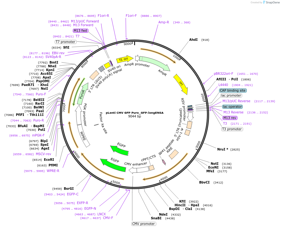 248797-plasmid-map-sequence-id-495088