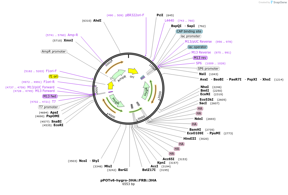 247589-plasmid-map-sequence-id-495162