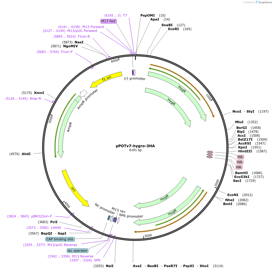 247594-plasmid-map-sequence-id-495174