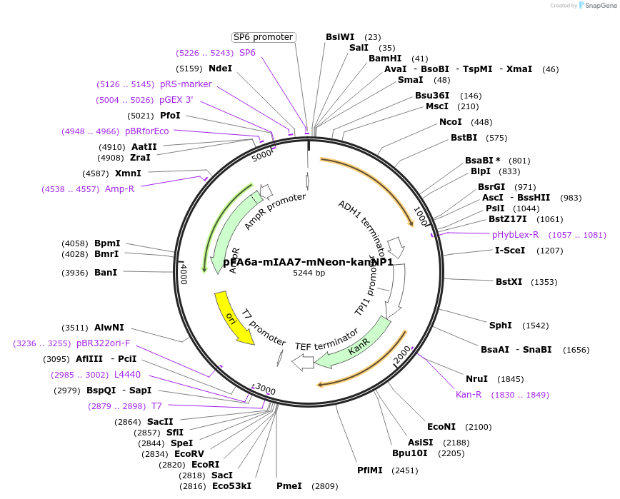 247630-plasmid-map-sequence-id-495241