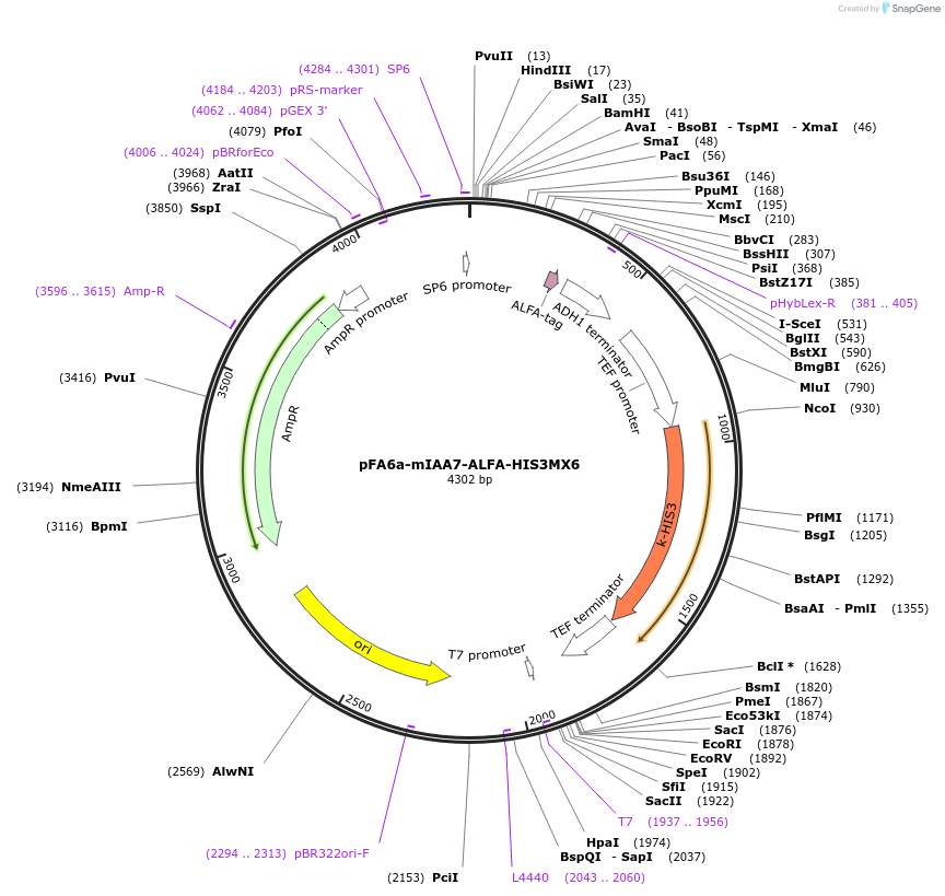 247627-plasmid-map-sequence-id-495247