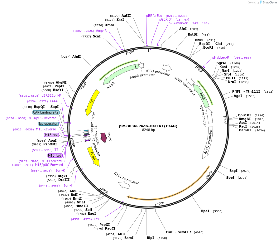 247626-plasmid-map-sequence-id-495248