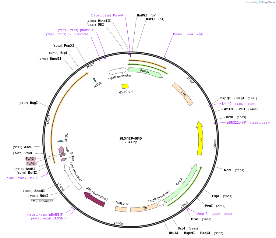 247871-plasmid-map-sequence-id-495254