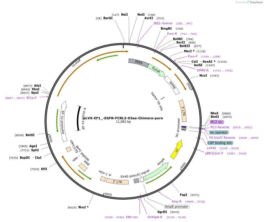 248149-plasmid-map-sequence-id-495275