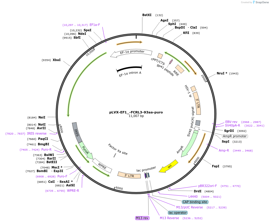 248154-plasmid-map-sequence-id-495276