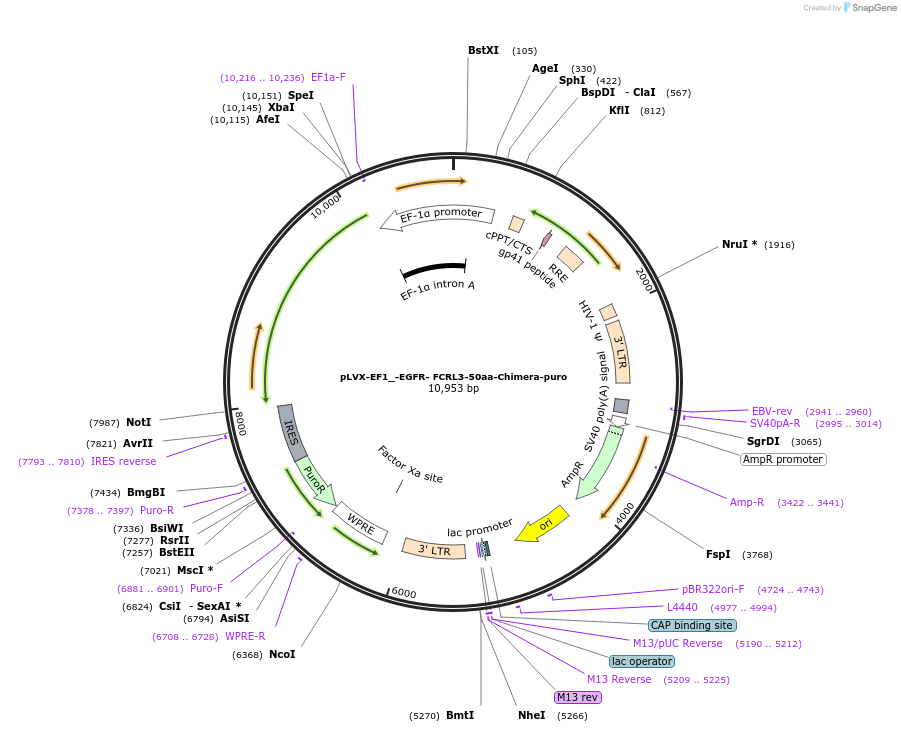 248150-plasmid-map-sequence-id-495277