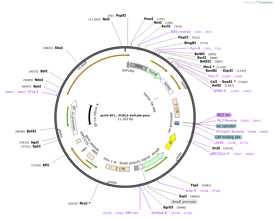 248155-plasmid-map-sequence-id-495278