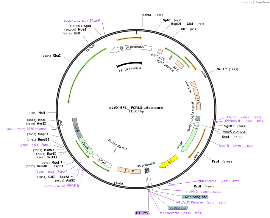 248152-plasmid-map-sequence-id-495279