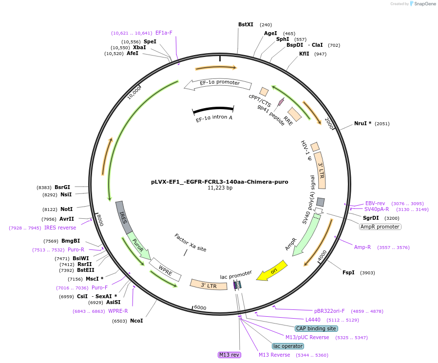 248151-plasmid-map-sequence-id-495281