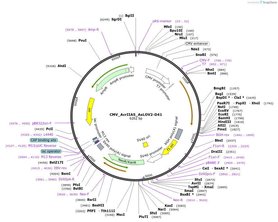 246043-plasmid-map-sequence-id-495332
