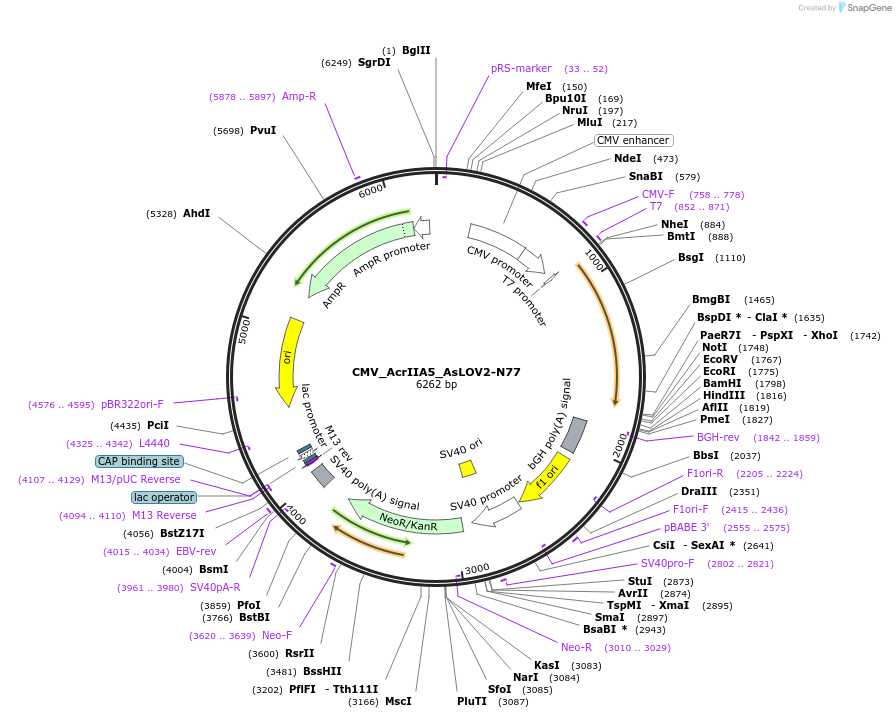 246044-plasmid-map-sequence-id-495334