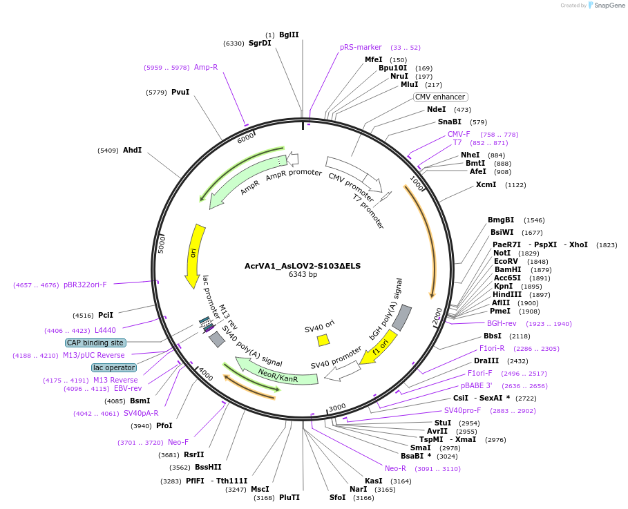 246049-plasmid-map-sequence-id-495345