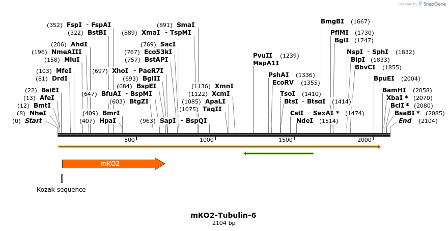 89051_map