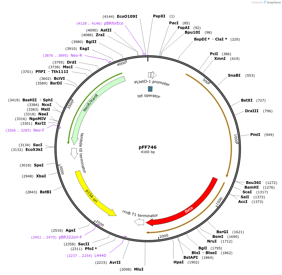61451-plasmid-map-sequence-id-100021