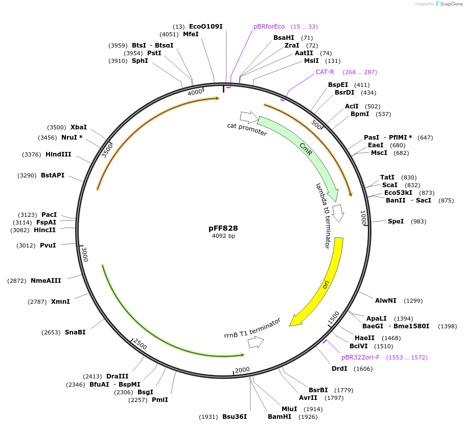 61456-plasmid-map-sequence-id-100026