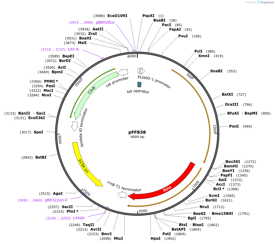 61457-plasmid-map-sequence-id-100027