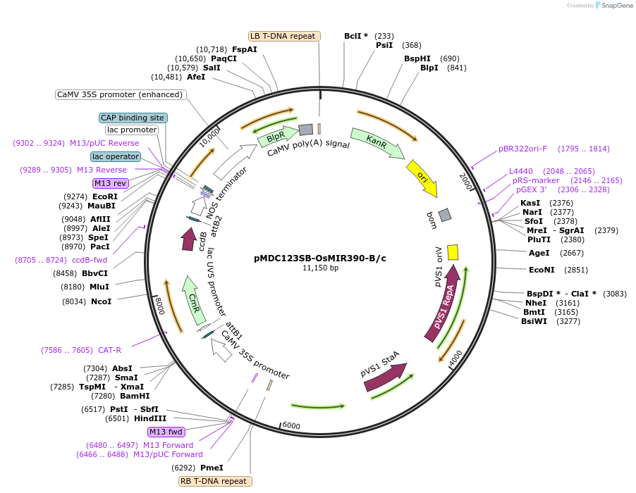 61466-plasmid-map-sequence-id-100072