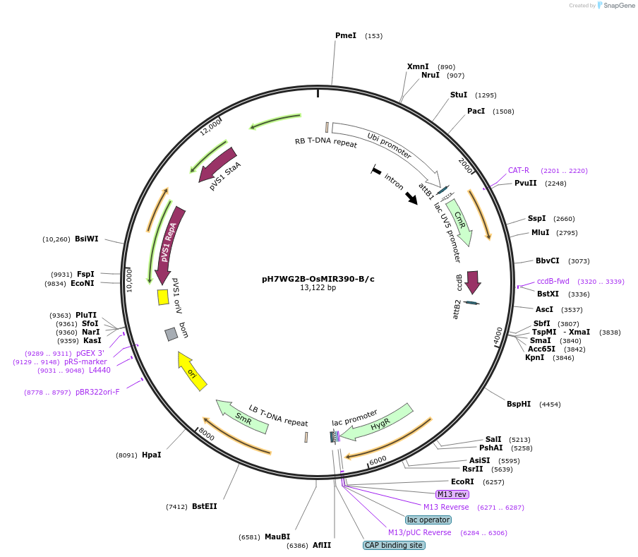 61465-plasmid-map-sequence-id-100075