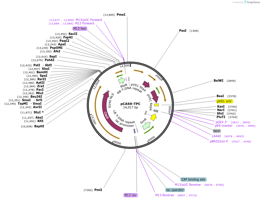 61478-plasmid-map-sequence-id-100125