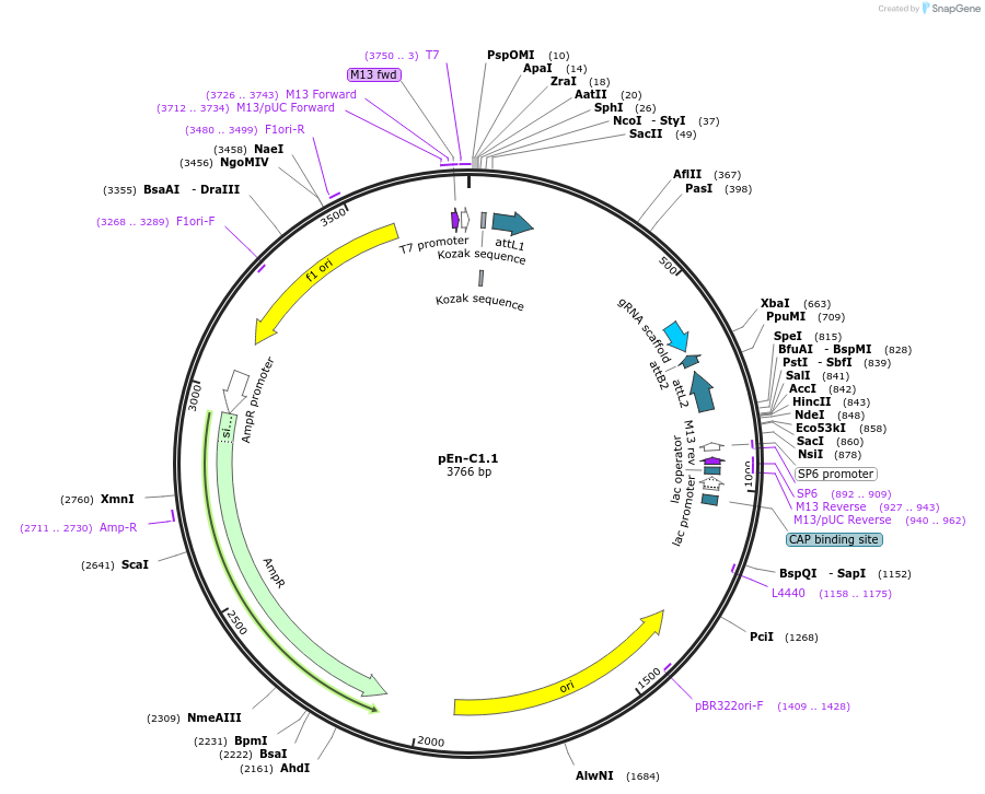 61479-plasmid-map-sequence-id-100126