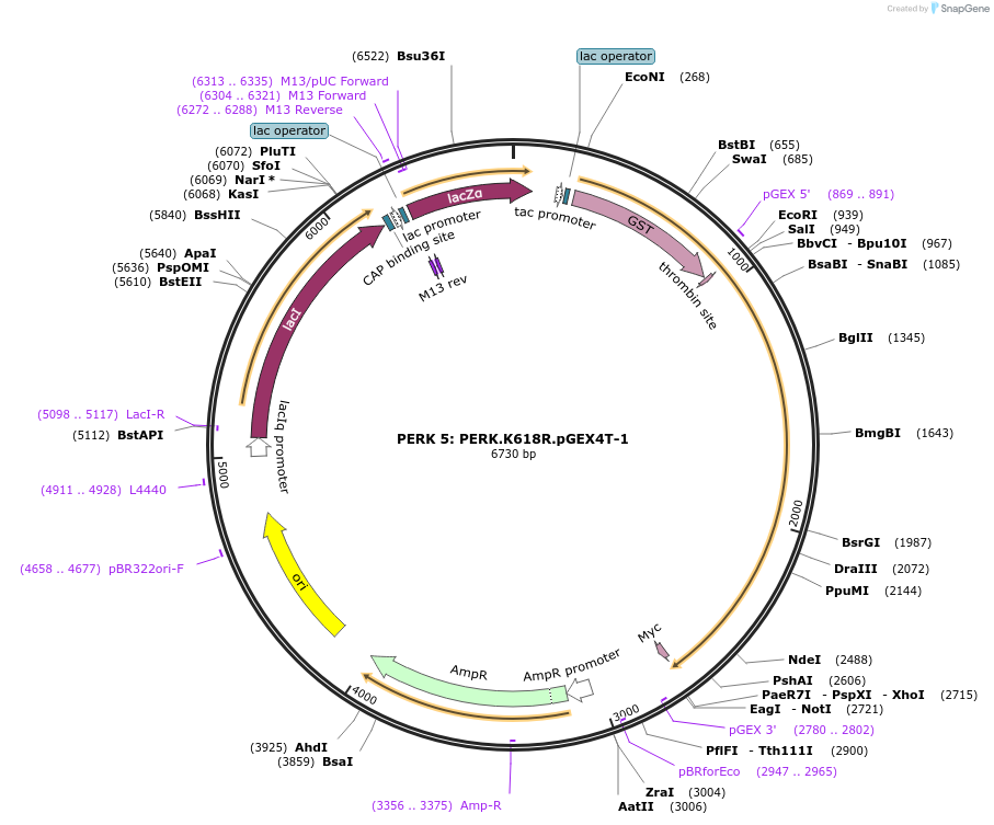 21818-plasmid-map-sequence-id-10014