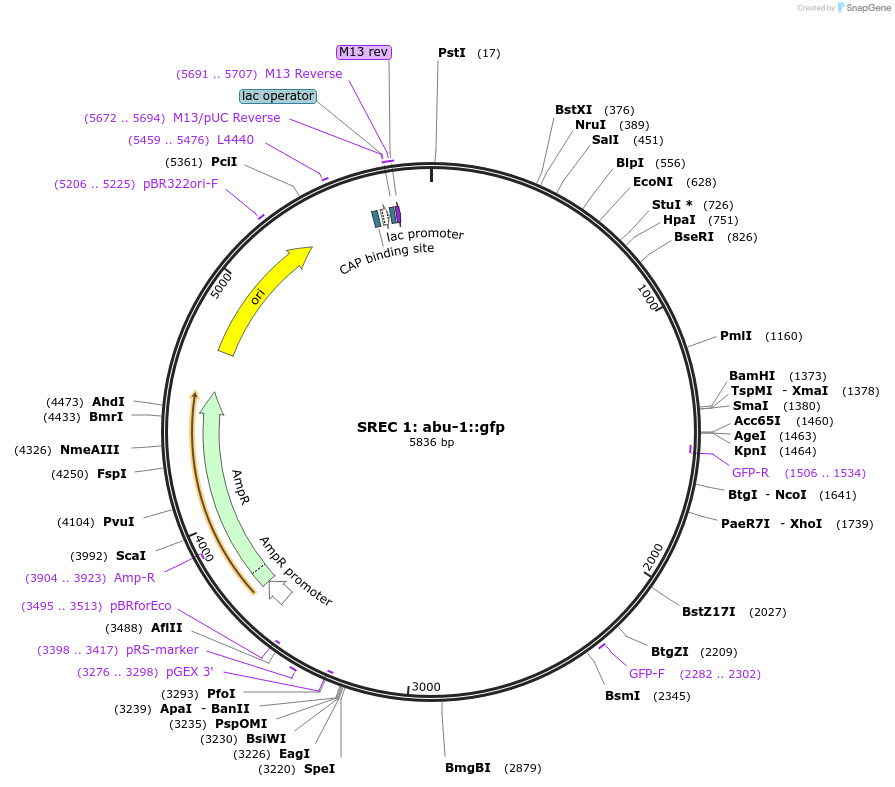 21824-plasmid-map-sequence-id-10018