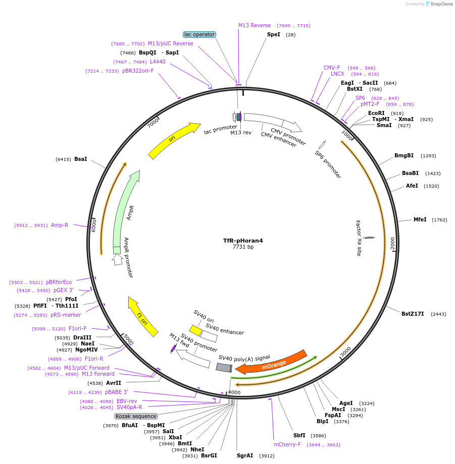 61547-plasmid-map-sequence-id-100298