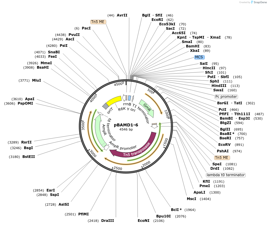 61566-plasmid-map-sequence-id-100351