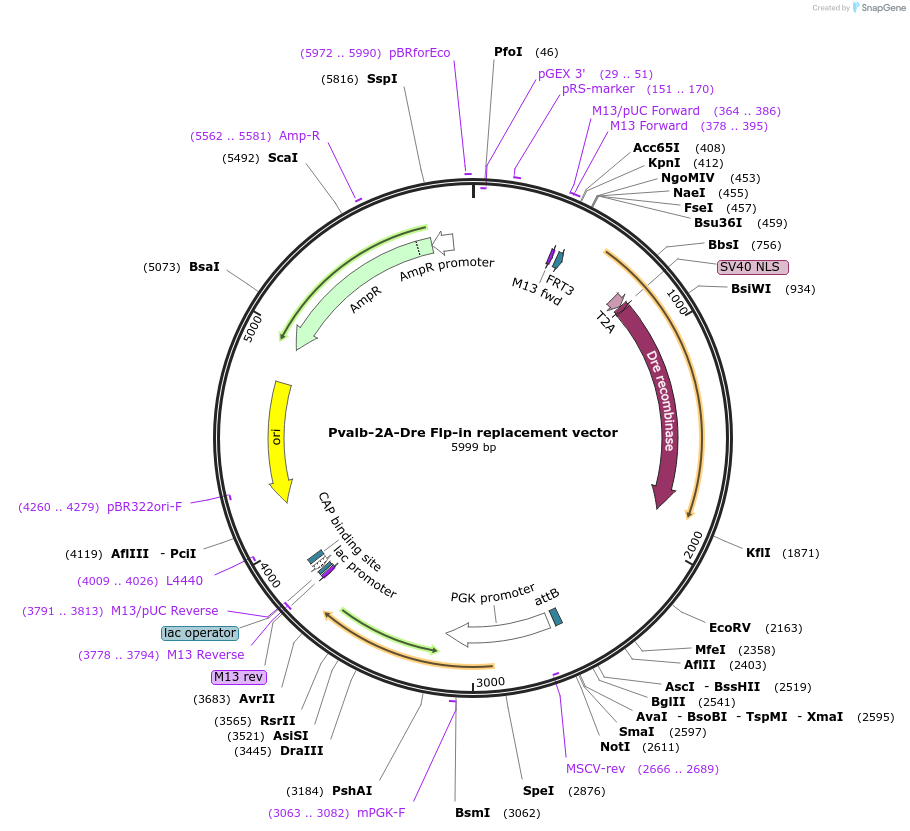 61571-plasmid-map-sequence-id-100354