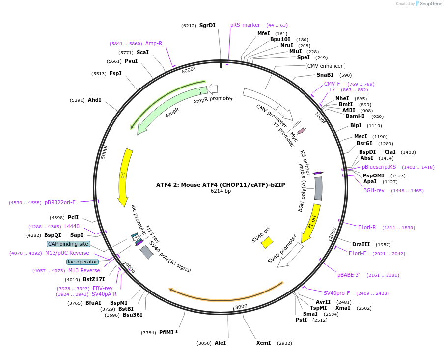 21849-plasmid-map-sequence-id-10036