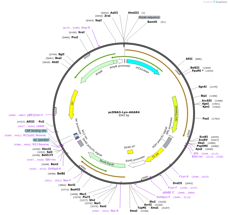 61620-plasmid-map-sequence-id-100421