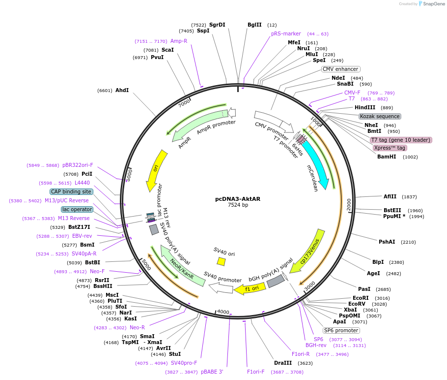 61624-plasmid-map-sequence-id-100425