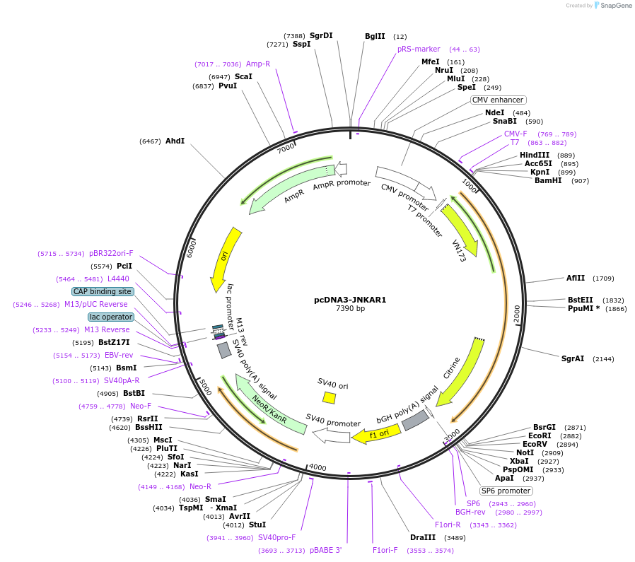 61625-plasmid-map-sequence-id-100426