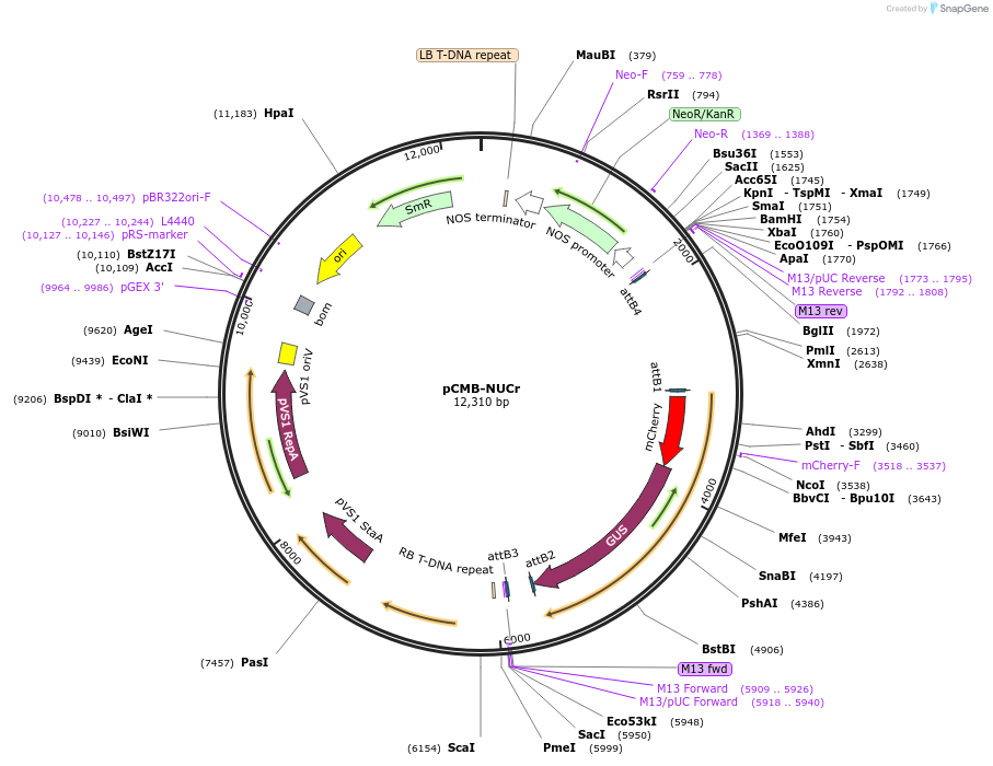 61169-plasmid-map-sequence-id-100432