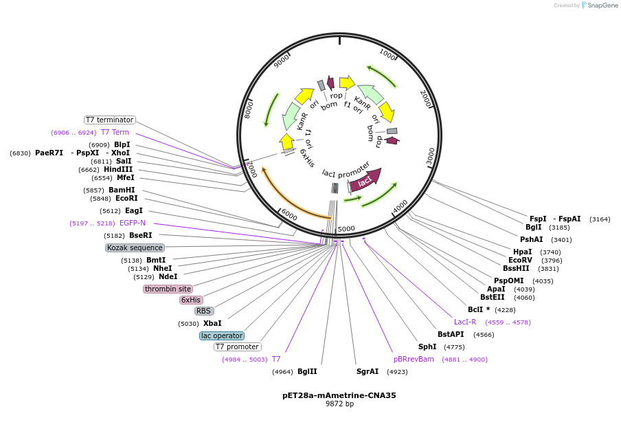 61604-plasmid-map-sequence-id-100436