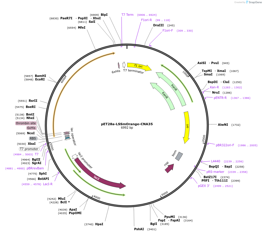 61605-plasmid-map-sequence-id-100437