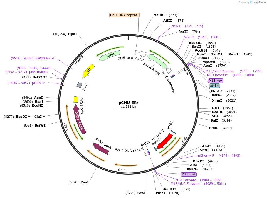 61170-plasmid-map-sequence-id-100438