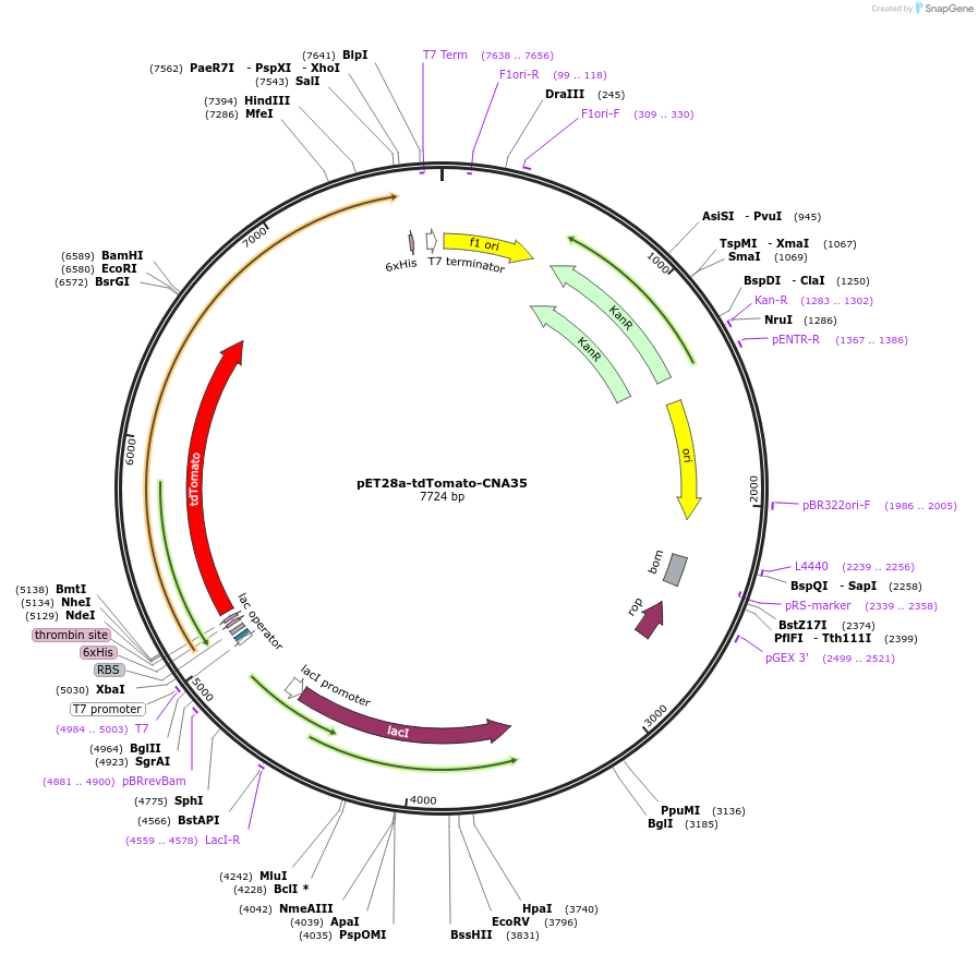 61606-plasmid-map-sequence-id-100439
