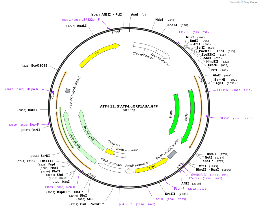 21859-plasmid-map-sequence-id-10045