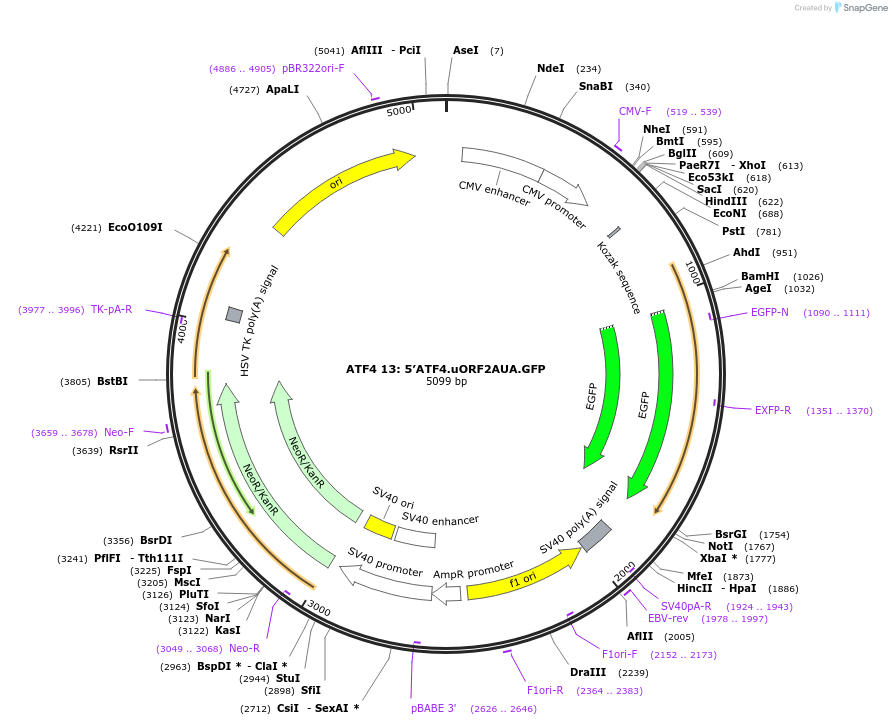 21860-plasmid-map-sequence-id-10046