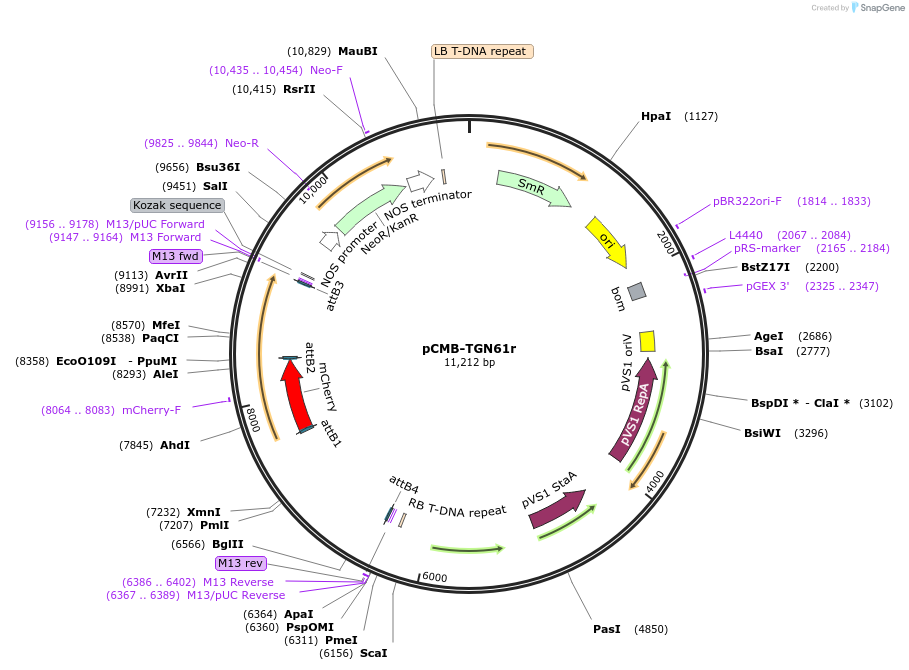 61175-plasmid-map-sequence-id-100469