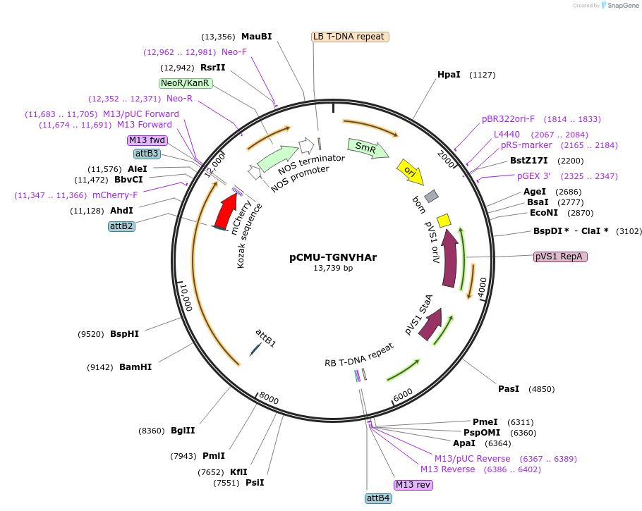61178-plasmid-map-sequence-id-100478