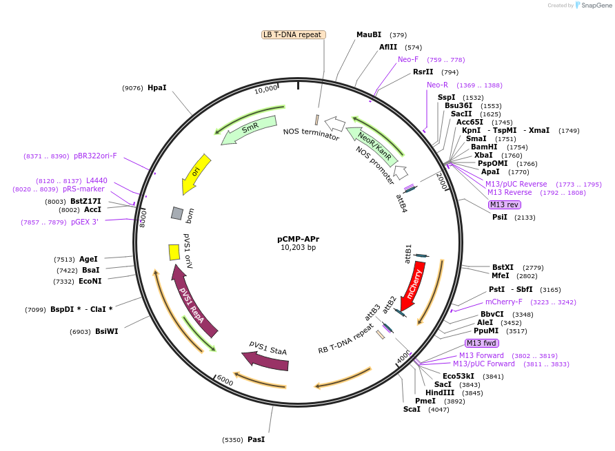 61184-plasmid-map-sequence-id-100490