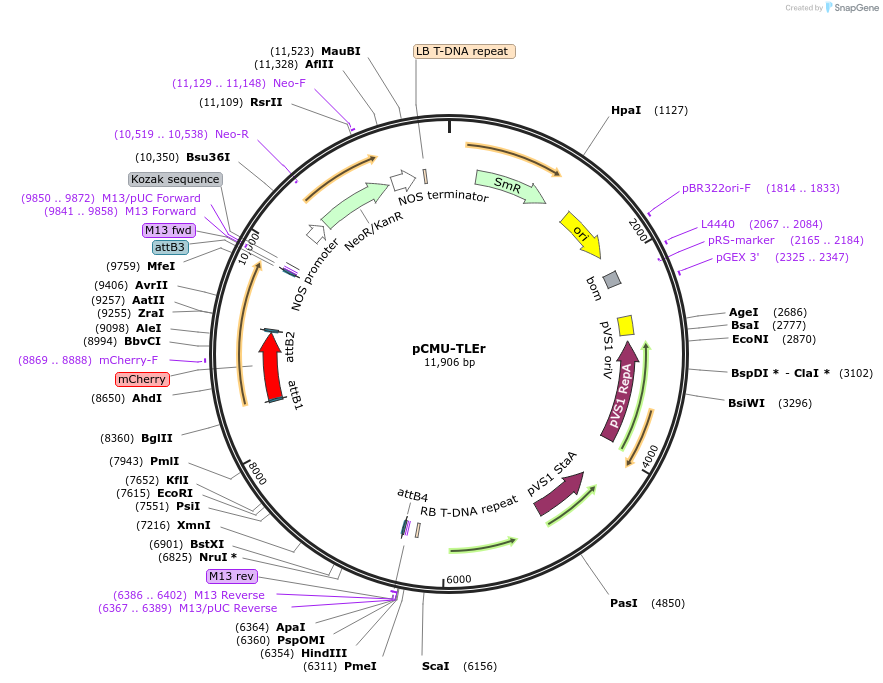 61187-plasmid-map-sequence-id-100493