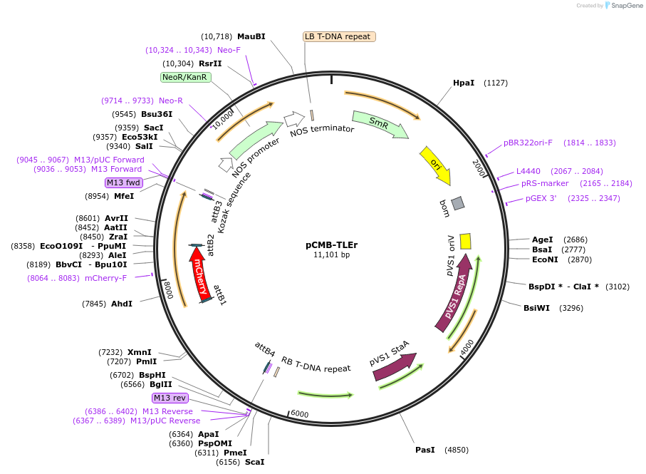 61188-plasmid-map-sequence-id-100494